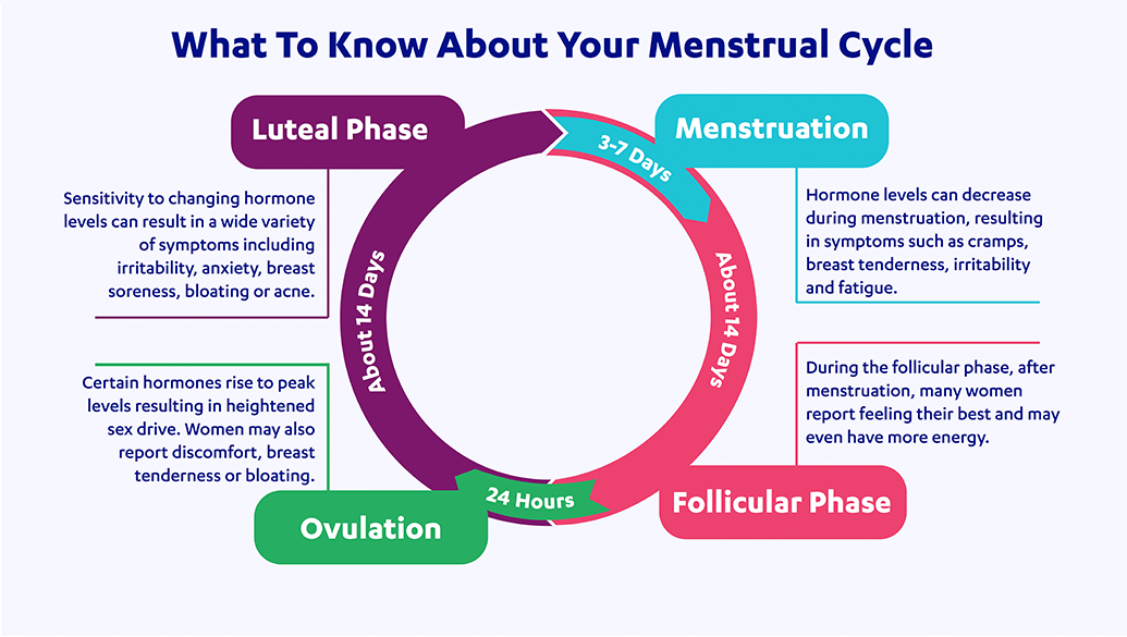 WEB About Menstrual Cycle 