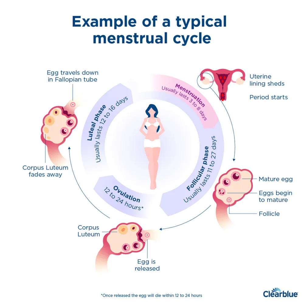 Menstrual Cycle