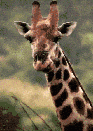 Giraffe Eating GIF